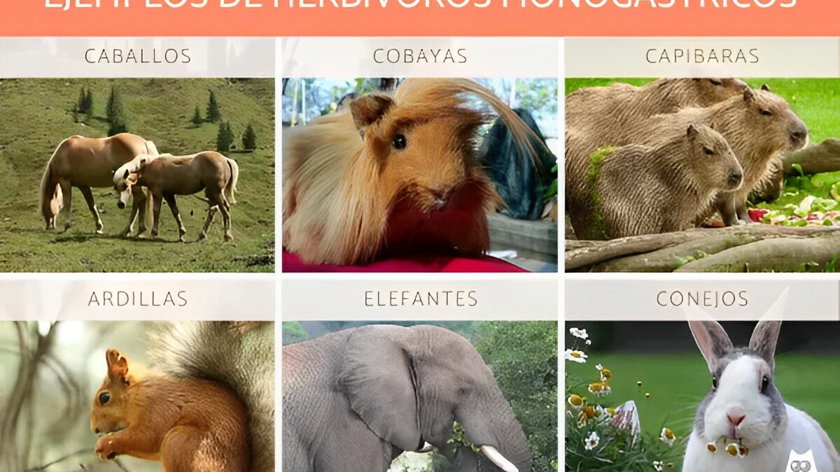 Alimentación de los animales Carnívoro, Herbívoro, Omnívoro