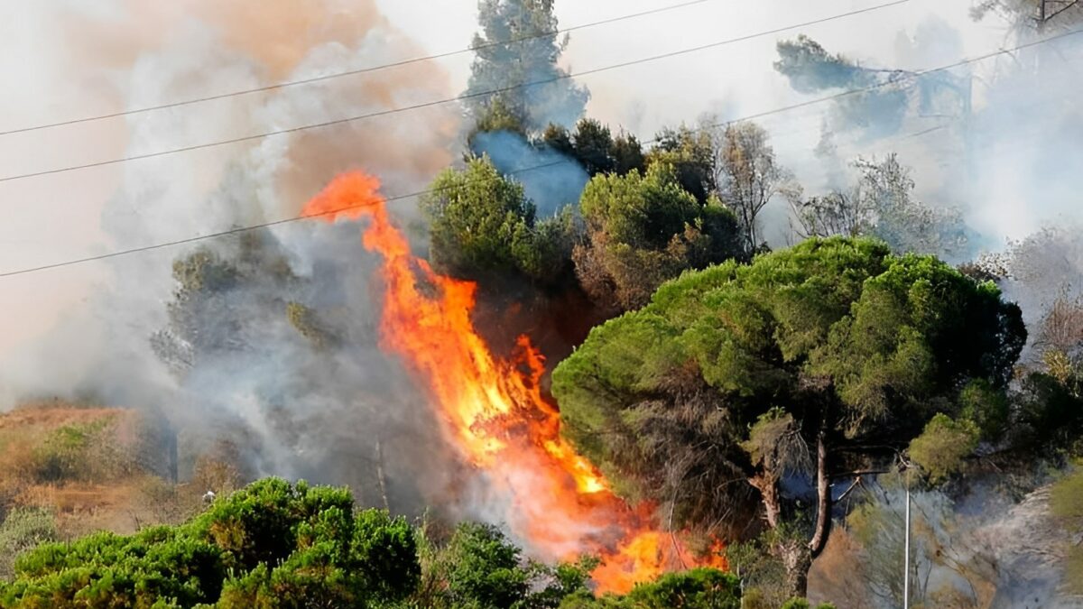 <strong>Impacto de los incendios Forestales</strong>